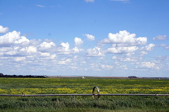 Canola