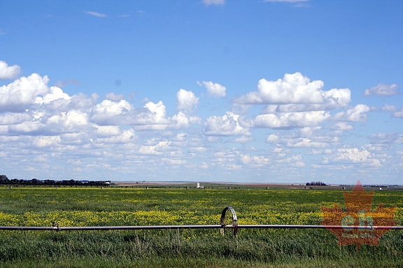 Canola
