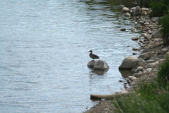 Birdwatching