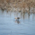 Wetland Birds