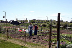 His and Her Scarecrows