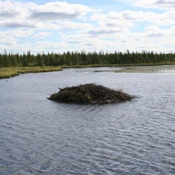 NWT Wildlife