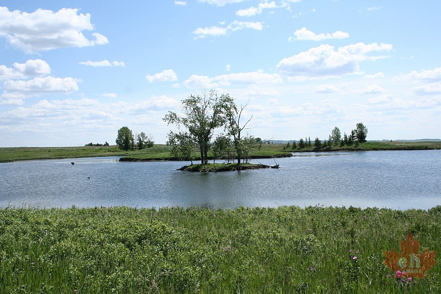 Island of Birds