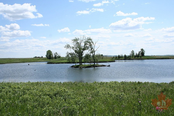 Island of Birds