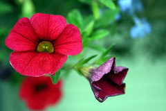 Floral Scents