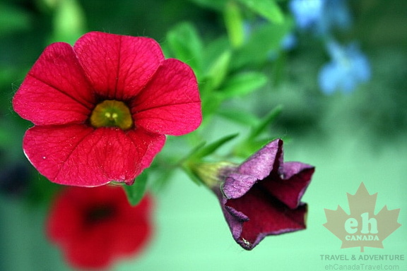 Floral Scents