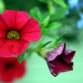 Floral Scents