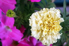 Flowers Adding Color