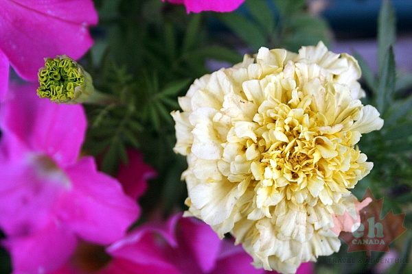Flowers Adding Color