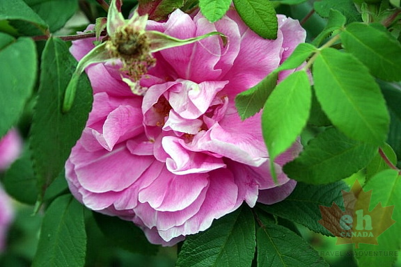 Pink is In