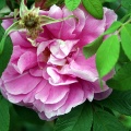 Pink is In