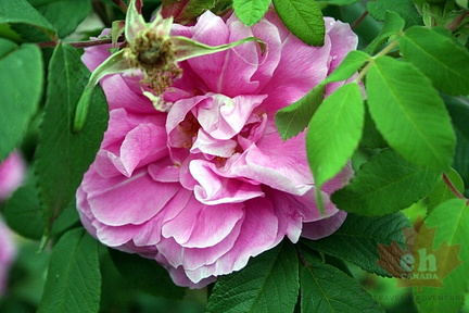 Pink is In