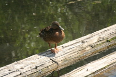 Duck Watching