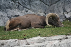 Big Horn Sheep