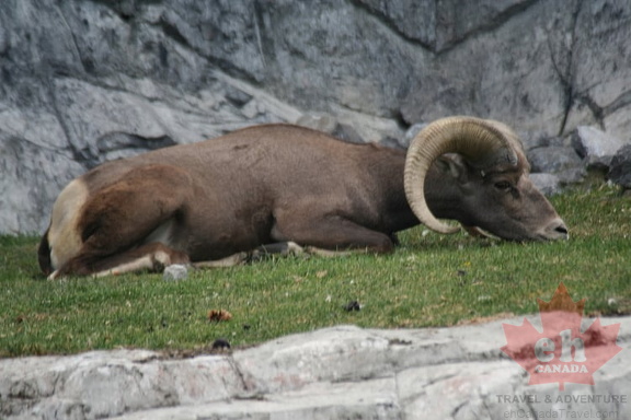 Big Horn Sheep
