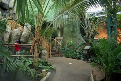 Jungle