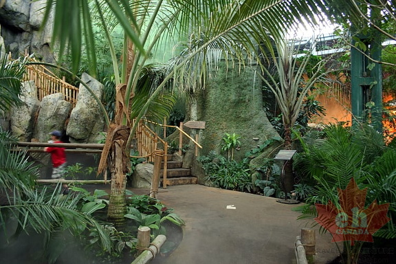 Jungle