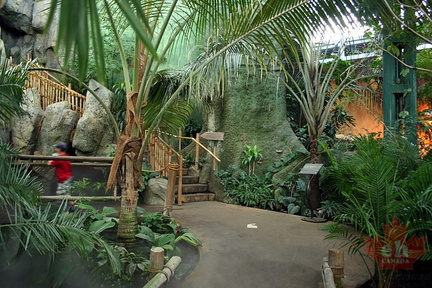 Jungle