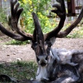 Cariboo
