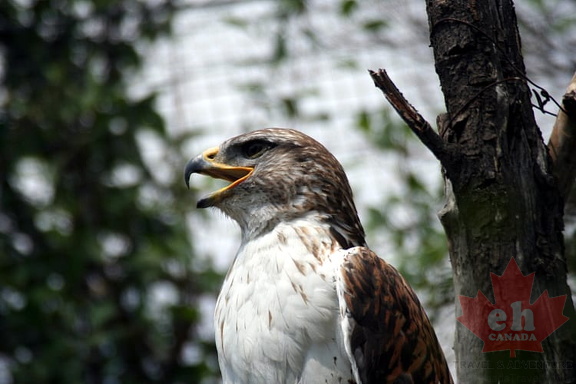 Eagle