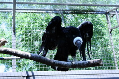 Condor