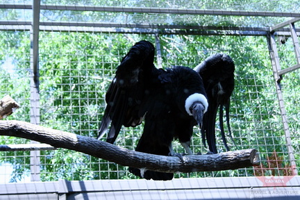 Condor