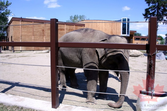 Elephant