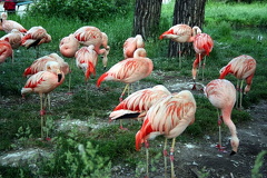 Flamingo