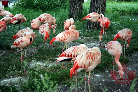 Flamingo