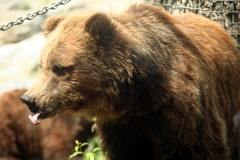 Grizzly Bear
