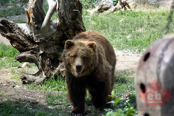 Grizzly a Coming