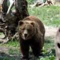 Grizzly a Coming