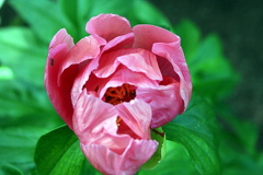 Harvie Gardens