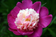 Blooming Pink