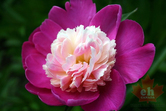 Blooming Pink