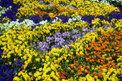Rainbow Garden