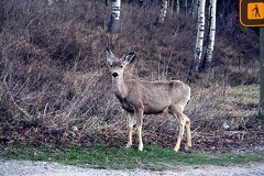Deer 