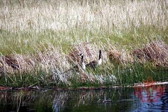 Canada Geese