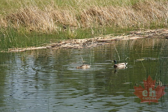 Waterfowl