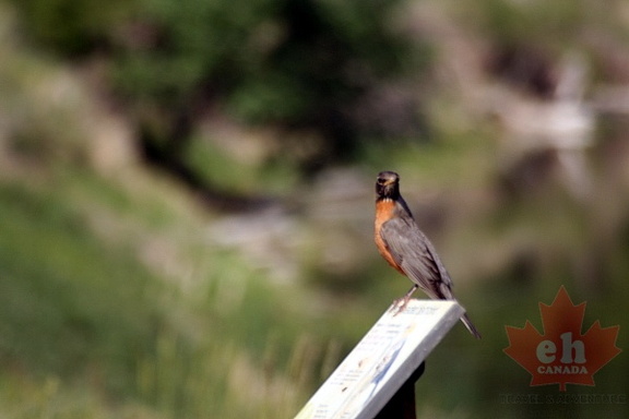 Bird Perched
