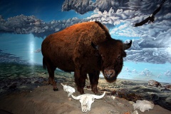 Buffalo