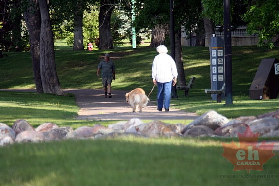 Dog Walking