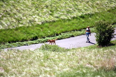Out for a Walk