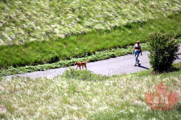 Dog Walking