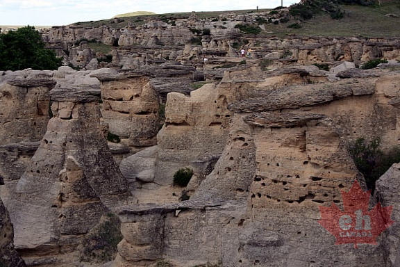 Cliff Birds