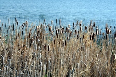 Cat Tails