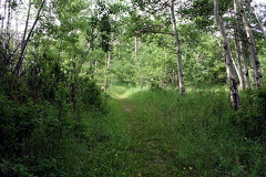 Firerock Trail