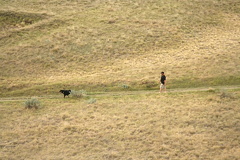 Dog Walking