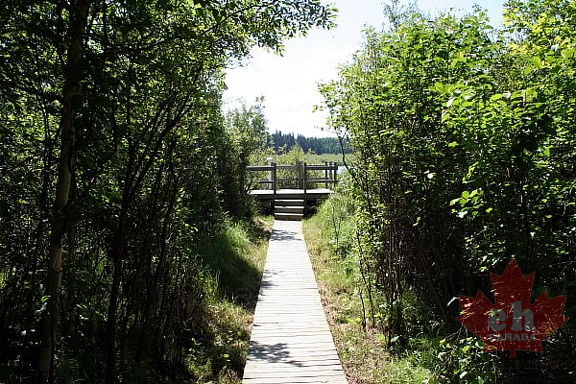 Boardwalk Tunnel of Trees