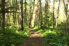 Hiking Trail to Grey Owl Cabin